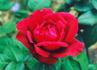 Ekstase rose photo