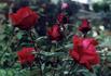 Ekstase rose photo