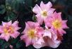 Pinkie rose photo