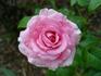 Attaché rose photo