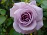 Blue Violet rose photo