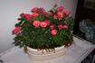 Charming Parade rose photo