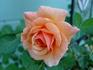 Joey's Palace rose photo