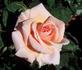 It's Show Time rose photo