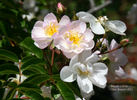 Brenda Colvin rose photo