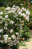 Brenda Colvin rose photo