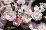 Dentelle de Malines ® rose photo