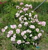 Dancing Girl rose photo