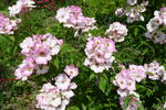 Dancing Girl rose photo