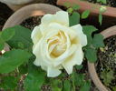 Pedrus Aquarius rose photo