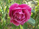 Pink Favourite rose photo