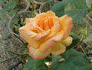 Pocahontas rose photo