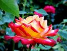 Chateau Giscours rose photo