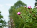 Belle Sultane rose photo