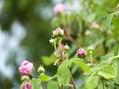 Belle Sultane rose photo