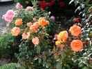 New Year ® rose photo