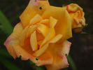 Cilly Michel rose photo