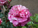 Colibri rose photo