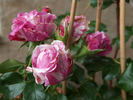 Colibri rose photo