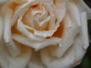 Madame Edouard Estaunié rose photo
