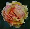 Sunsilk rose photo