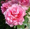 Carefree Days rose photo