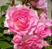 Carefree Days rose photo