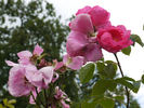 Nordhausen rose photo