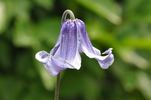 Blauer Achat clematis photo