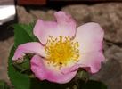 Landhaus Ettenbühl rose photo