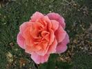 Ambassador (hybrid tea, Hjermind rose photo