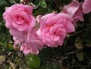 Pinkie rose photo