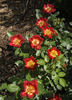 Neon Cowboy ™ rose photo