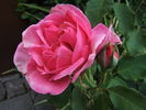 Capitaine Soupa rose photo