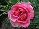 Capitaine Soupa rose photo