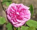 Sultane Favorite rose photo