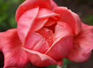 Madame Henri Queuille rose photo