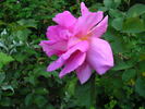 Delicia rose photo