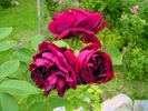 Docteur Jamain rose photo