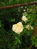 Doubloons rose photo