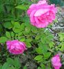 Guna rose photo
