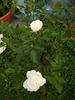 Kristall rose photo