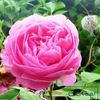 Rosamunde Pilcher rose photo