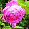 Rosamunde Pilcher rose photo