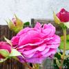 Rosamunde Pilcher rose photo