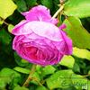 Rosamunde Pilcher rose photo