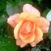 Apricot Meidiland rose photo