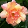 Apricot Meidiland rose photo