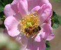 Catherine Seyton rose photo