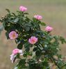 Catherine Seyton rose photo